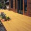 Alaskan Yellow Cedar